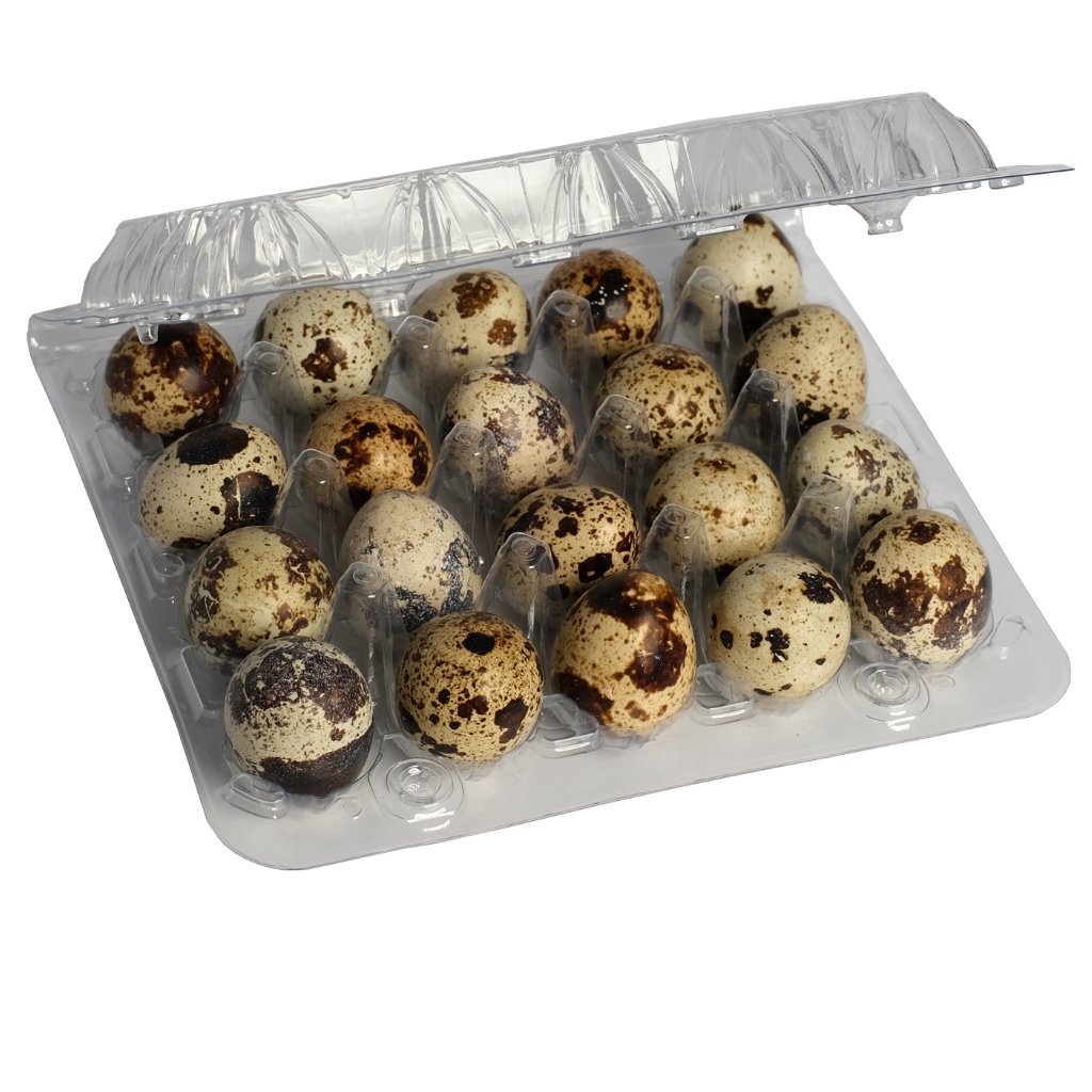 15 Quails Eggs - Totally Raw