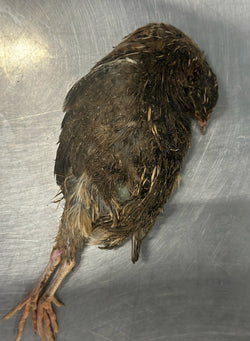 Four Whole Quails - Totally Raw