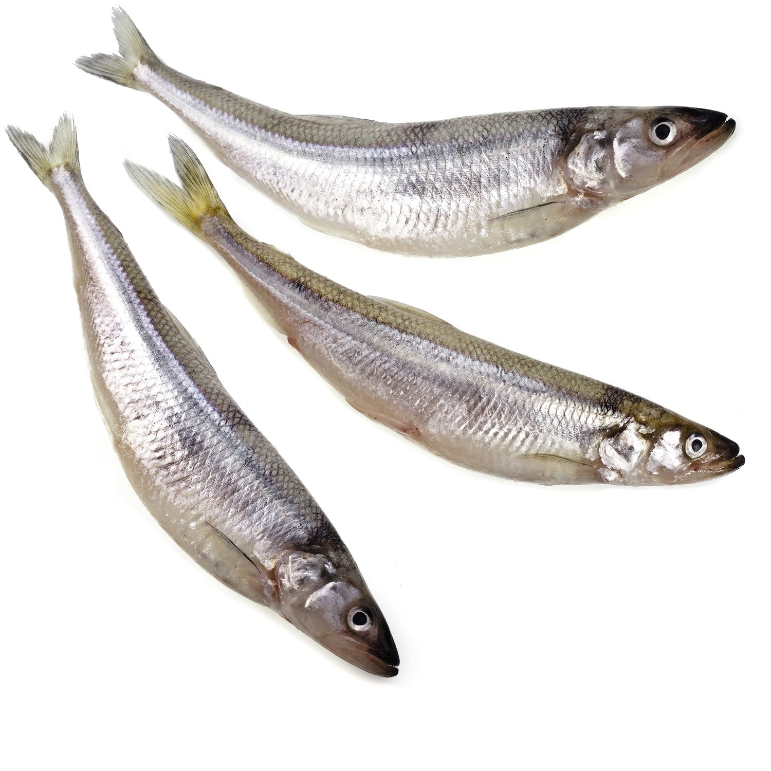 Wild Caught Whole Raw Smelt - Happee Dawg